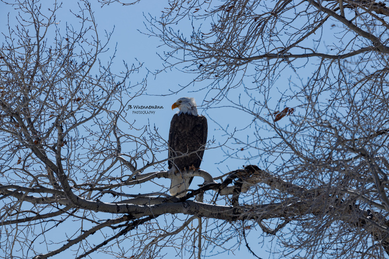 Eagle in Tree.jpg