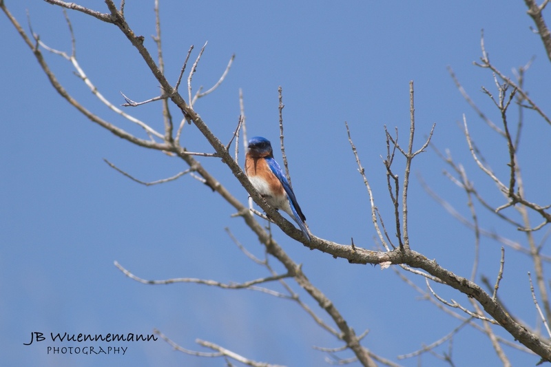 Easstern Bluebird in tree at Martha Lafite.jpg