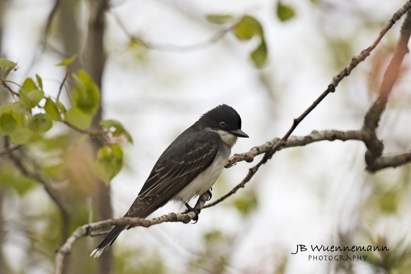 Eastern Kingbird.jpg
