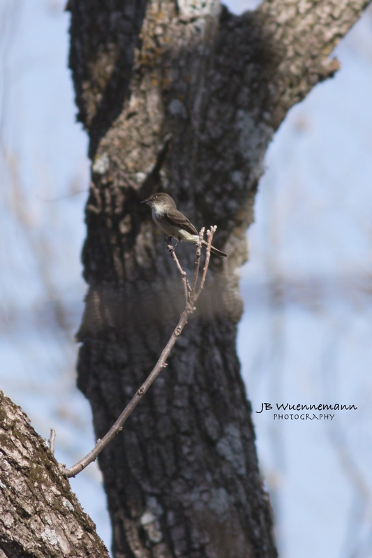 Eastern Phoebe at Martha Lafitte.jpg