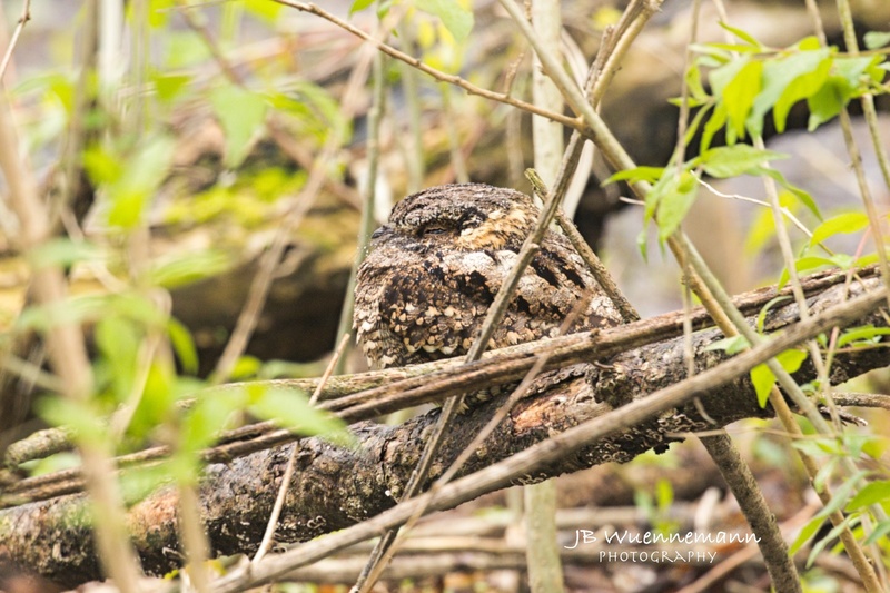 Eastern Whip-poor-will Adult.jpg