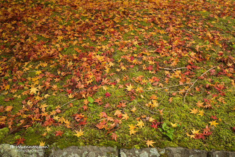 Fall Leaf Color(1).jpg