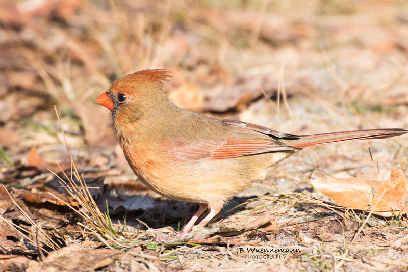 Female Cardinal .jpg