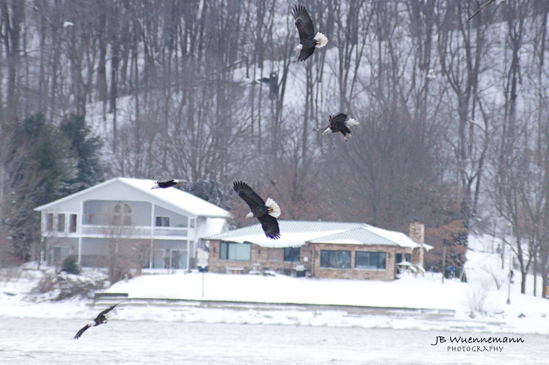 Five Bald Eagle Playing.jpg