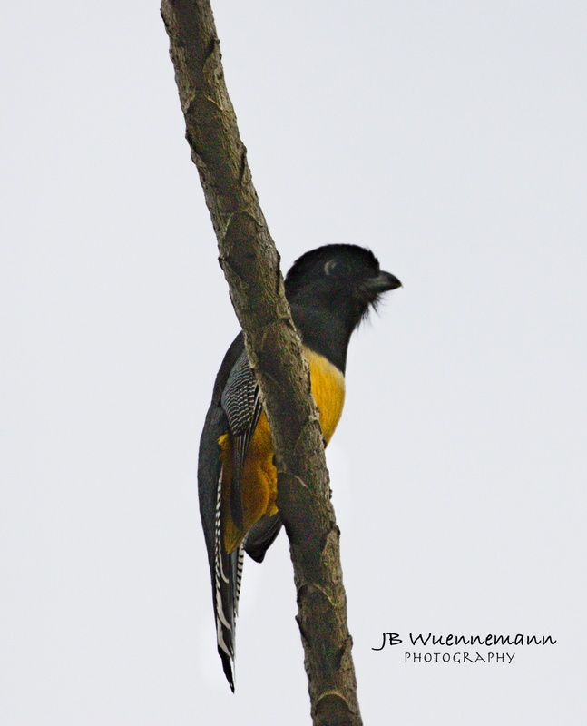 Gartered Trogon Male.jpg