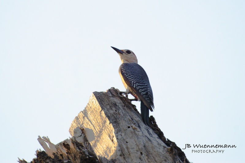 Golden-fronted Woodpecker Male.jpg