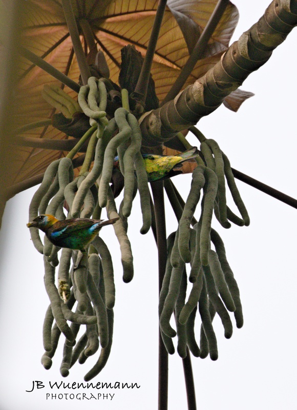 Golden-hooded Tanager.jpg