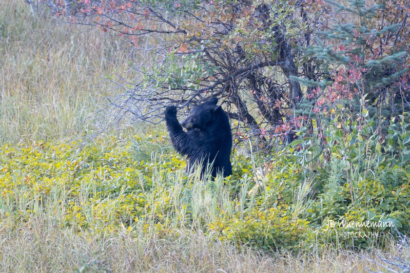 Grand Teton Black Bear 2023.jpg