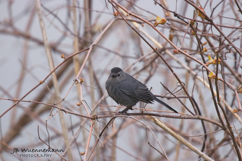 Gray Catbird Adult.jpg