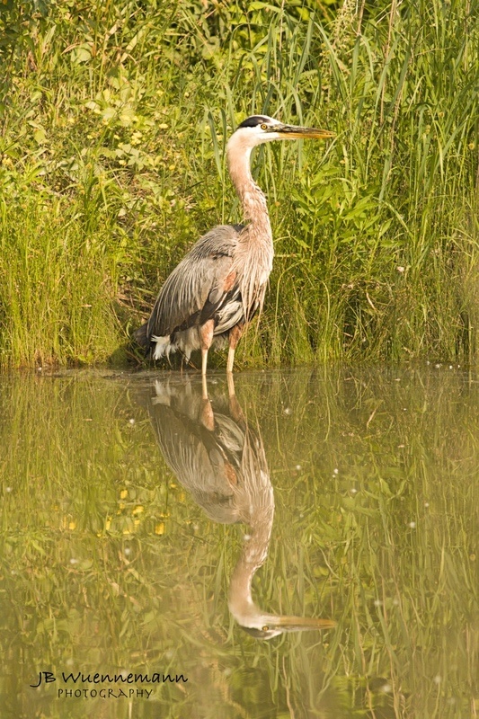 Great Blue Heron Summer Bath(1)_1.jpg