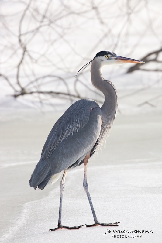 Great Blue Heron Walking on Ice_1.jpg