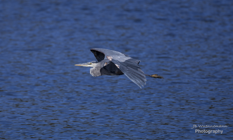 Great Blue Heron in Flight.jpg