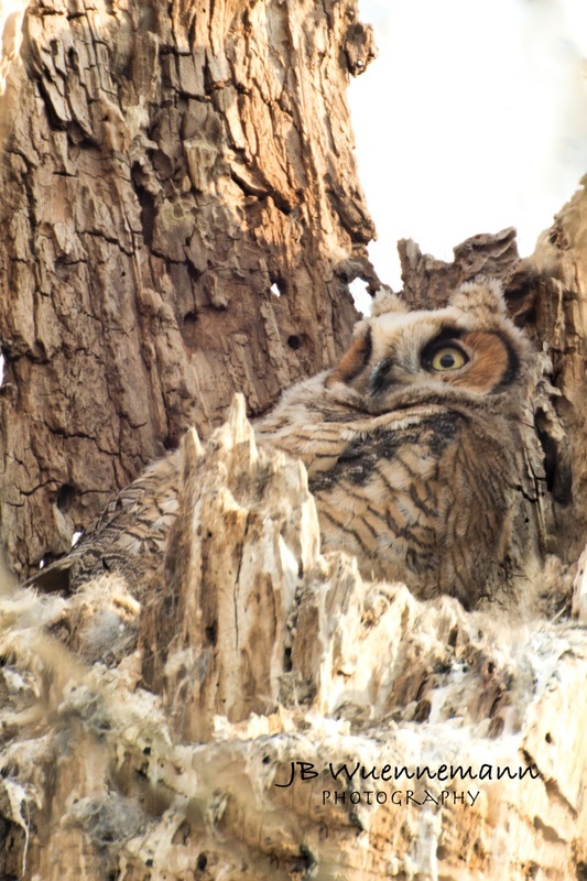 Great Horned Owl Chick Relaxing_1.jpg