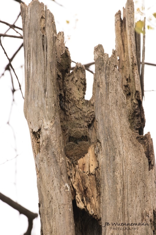 Great Horned Owl Juvenile_1.jpg