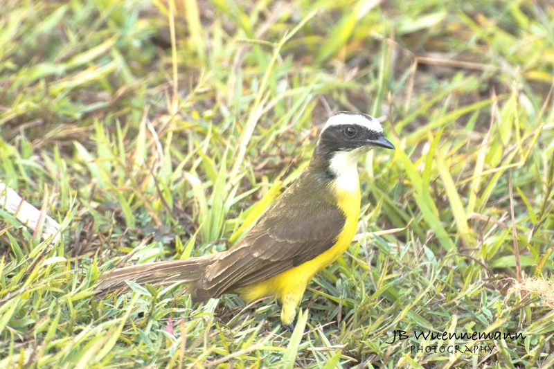 Great Kiskadee.jpg