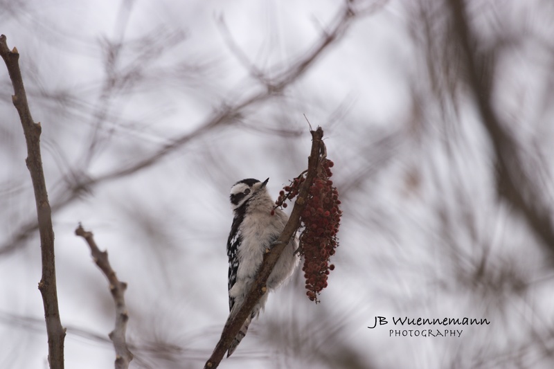 Hairy Woodpecker Female (Eastern).jpg
