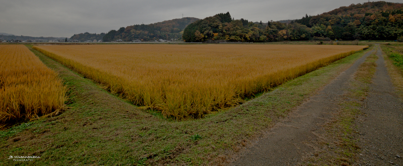 Hiroshima Rice at Harvest.jpg