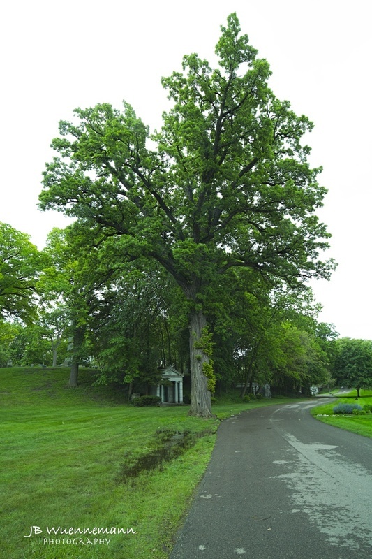 Historic Elmwood Cemetary 2_1.jpg