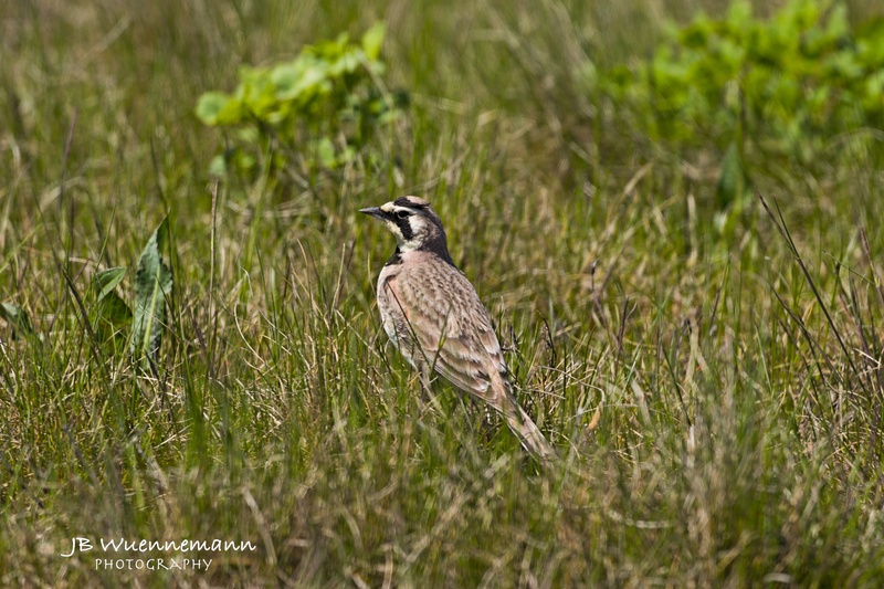 Horned Lark Male.jpg