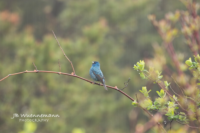 Indigo Bunting Breeding Male.jpg