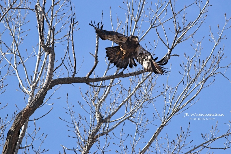 Juvenile Bald Eagle Loess Bluff.jpg