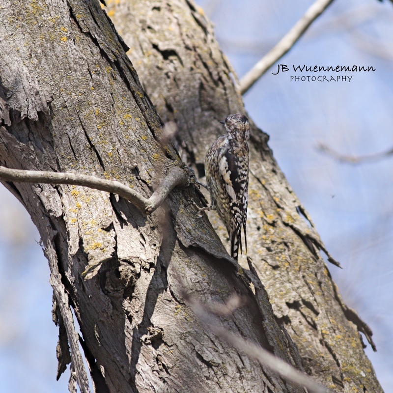 Juvenile Yellow-bellied Sapsucker Martha Lafitte.jpg