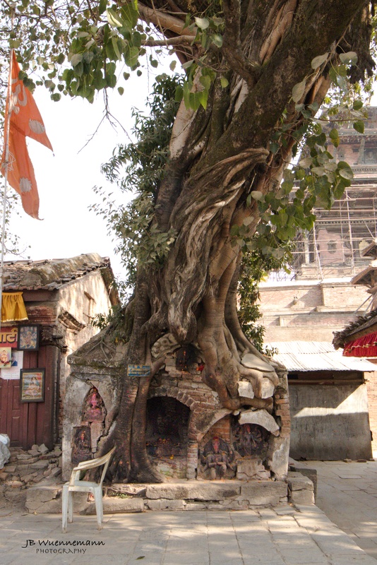 Kathmandu Shrine or Tree_1.jpg