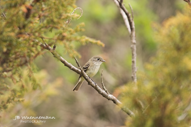 Least Flycatcher.jpg