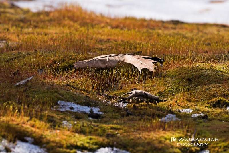 Leaves on Moss Grass.jpg