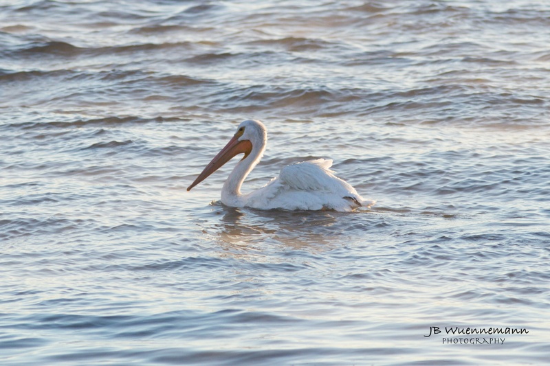 Lonely Pelican(1).jpg