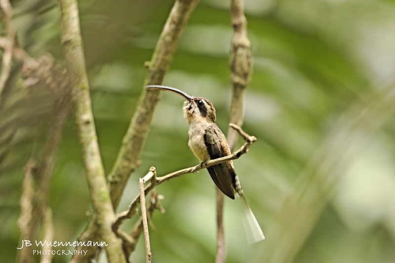 Long-billed Hermit.jpg