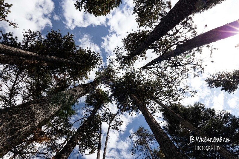 Looking Up.jpg