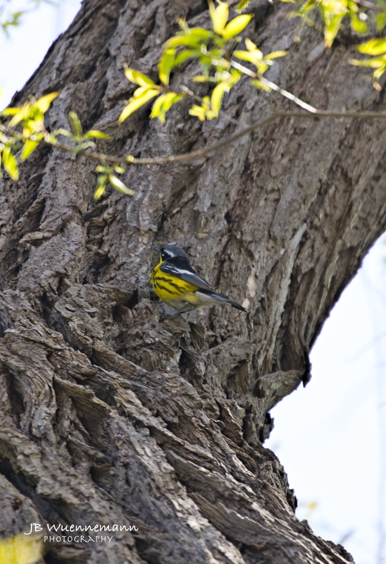 Magnolia Warbler Adult Male.jpg
