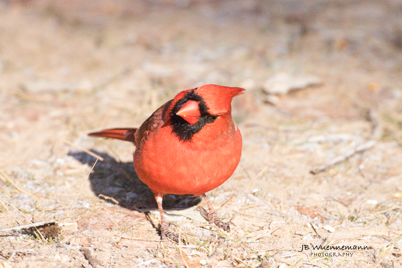 Male Cardinal the Look (1).jpg