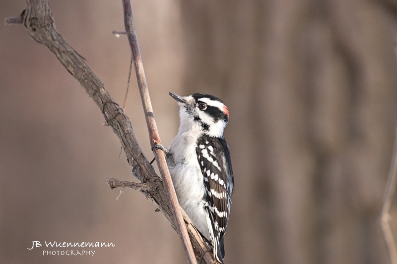 Male Downy Woodpecker Winter Day.jpg