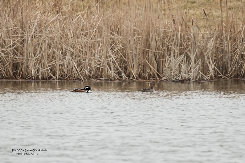 Male Female Hooded Merganser.jpg