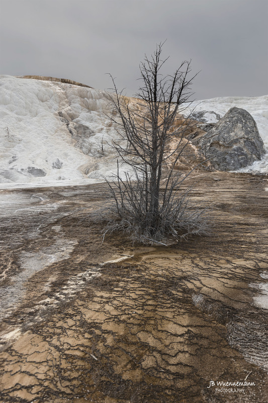 Mamoth Spring Tree.jpg