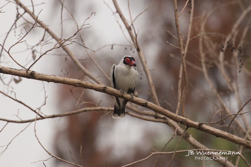Masked Tityra Adult Male.jpg