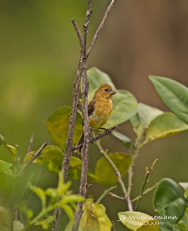 Morelets Seedeater.jpg