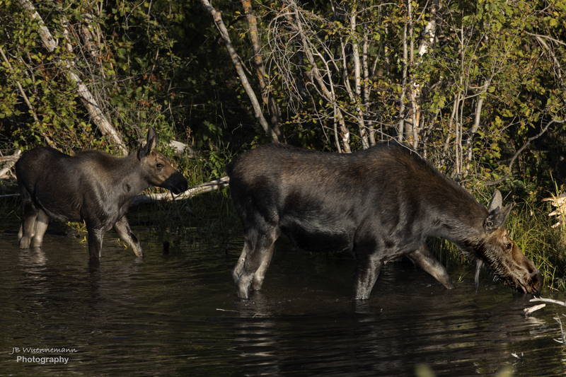 Mother Baby Moose(1).jpg