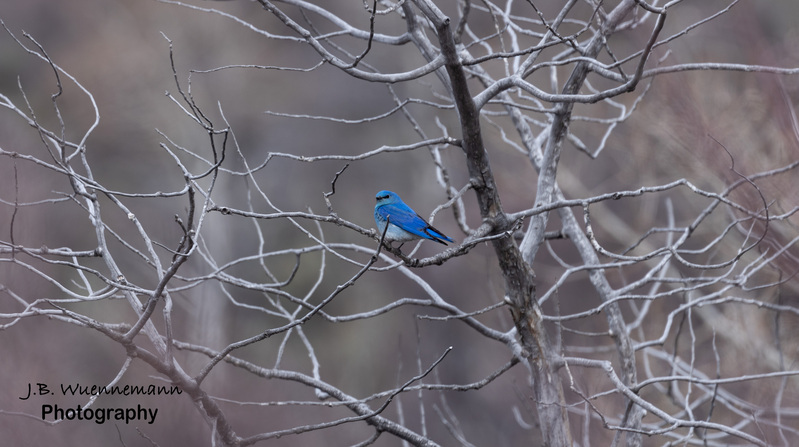 Mountainn Bluebird Male.jpg