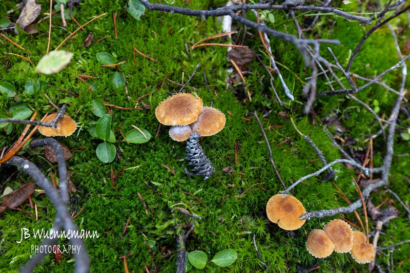 Mushrooms.jpg