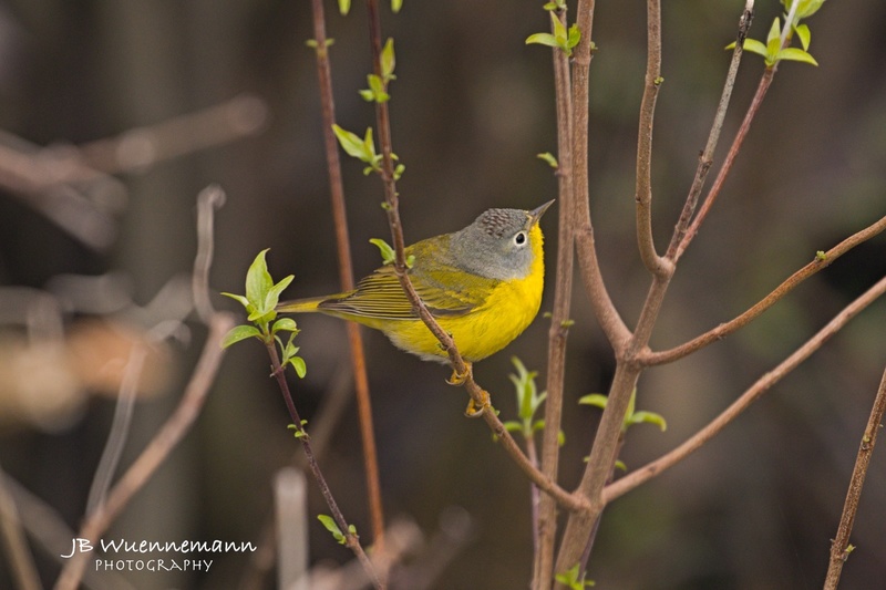 Nashville Warbler Adult Male.jpg