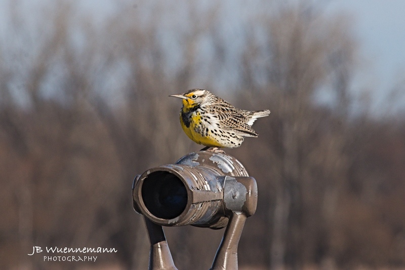 Nonbreeding Western Meadowlark Loess Bluff.jpg