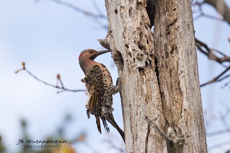 Northern Flicker Male (Yellow-Shafted).jpg