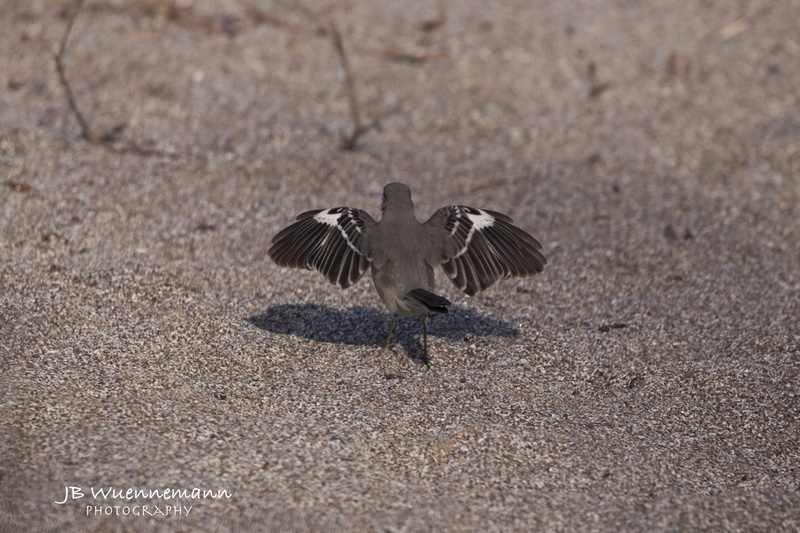 Northern Mockingbird Adult Open Wings.jpg