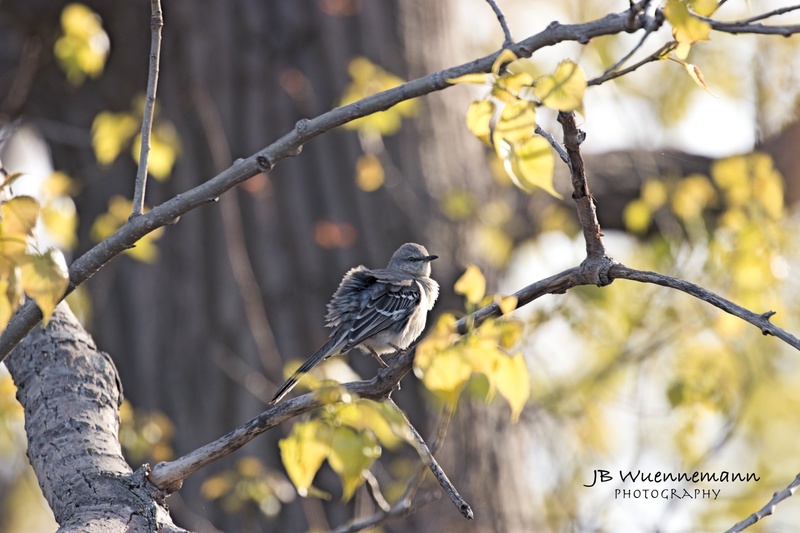 Northern Mockingbird Adult Wind Blown.jpg
