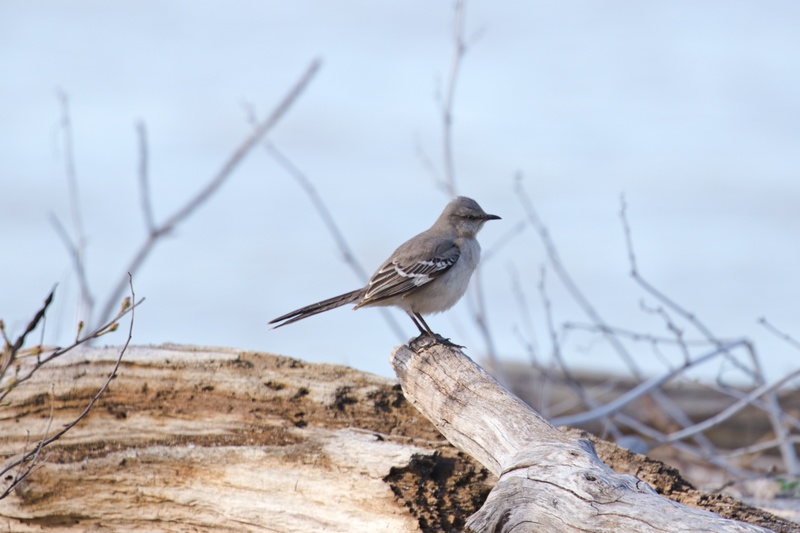 Northern Mockingbird Adult.jpg