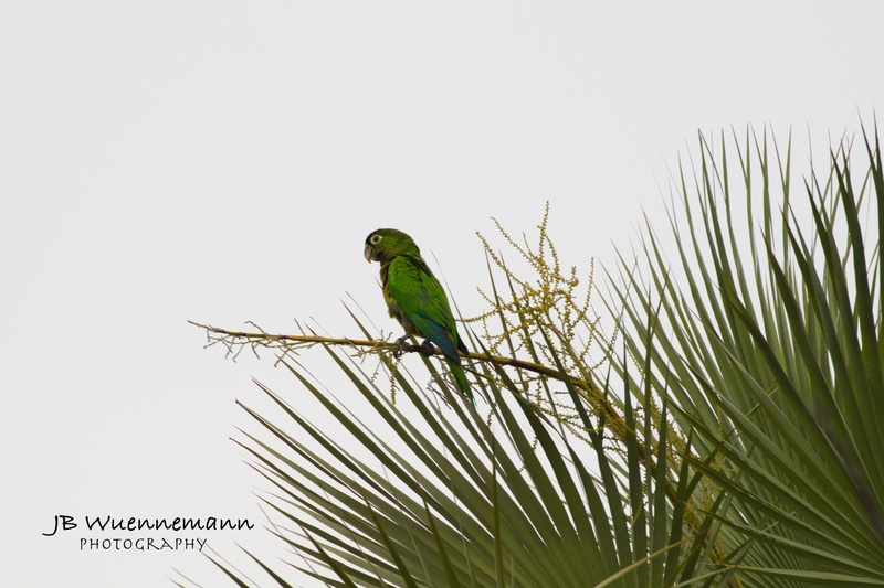 Olive-throated Parakeet Adult (AZTEC).jpg