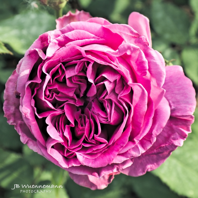 One Square Rose(1).jpg :: A rose at the Toledo Botanical Gardens.